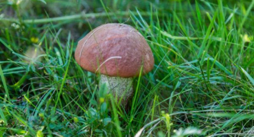 Houby kaliningradské oblasti: plodná místa