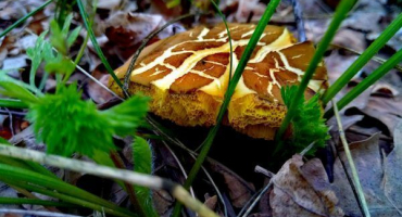 Děti kozí houby - chuť a rozsah