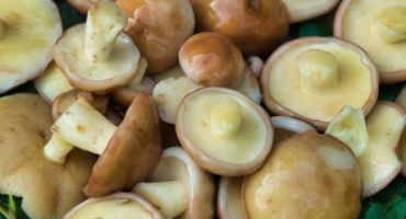 Hřiby - lahodný úlovek