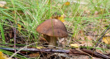 Houby regionu omsk pro rok 2022