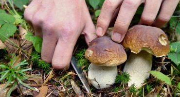 Houby regionu rjazaň pro rok 2022