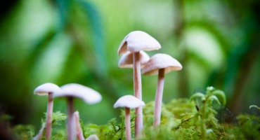 Houby rostovské oblasti v roce 2022