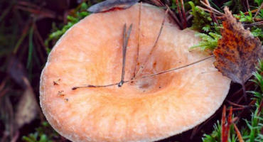 Sibiřské houby - kam vyrazit na sklizeň