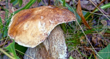 Houby regionu tambov v roce 2022