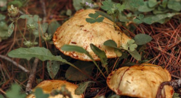 Houby v regionu kemerovo - seznam nejlepších míst