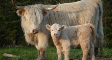 Highland - popis skotského plemene krav