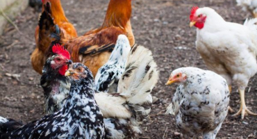 Charakteristika barevných plemen kuřat