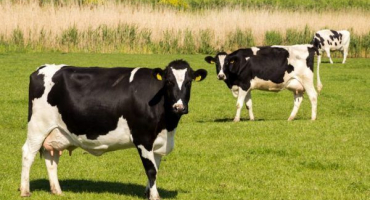 Charakteristika holštýnských krav