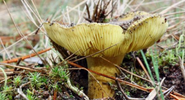 Charakteristika zelené houby