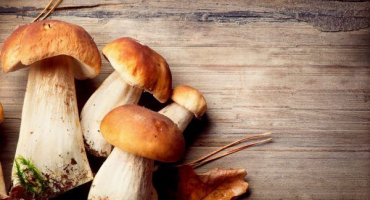 Charakteristika spór hub