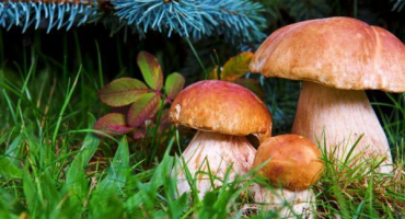 Charakteristika hub přímořského kraje