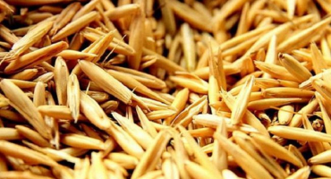 Charakteristika a popis 9 nejlepších odrůd ovsa a 4 odrůd kultury