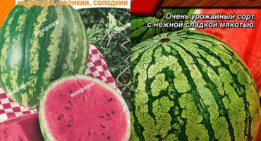 Charakteristika a popis pěstitele odrůdy vodního melounu: pěstování, sběr a skladování