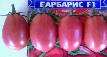 Charakteristika a popis hybridního dřišťálu rajčatového