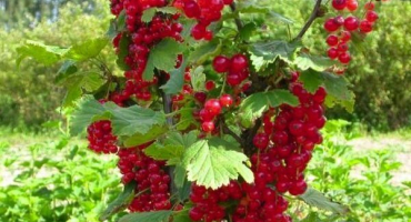 Charakteristika a popis odrůd červeného rybízu ural beauty