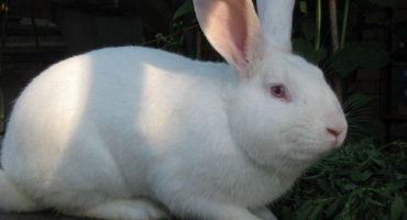 Charakteristika a popis bílých pannon králíků, pravidla údržby