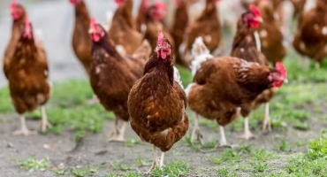 Charakteristika a popis kuřat loman brown, produktivita a údržba