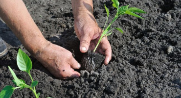 Charakteristika a popis odrůdy kalifornské zázračné papriky a její výnos