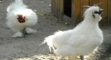 Charakteristika a popis plemene čínské hedvábné kuře, pěstování a údržba