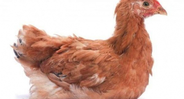 Charakteristika a popis plemene liščí mláďata, pravidla držení a chovu