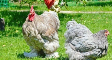 Charakteristika a popis plemene kuře cochinchin, pravidla údržby