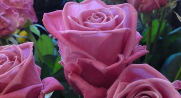 Charakteristika a popis vodních růží, výsadba, pěstování a péče