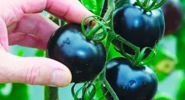 Charakteristika a popis nejchutnějších odrůd černých rajčat