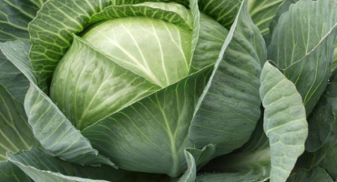 Charakteristika a popis odrůdy zelí rinda, vlastnosti