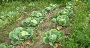 Popis odrůdy zelí setník f1, vlastnosti pěstování a péče