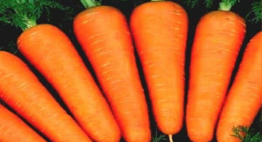 Charakteristika a popis odrůdy abaco mrkve, výnos