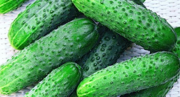 Charakteristika a popis odrůdy okurky othello