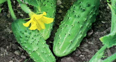 Charakteristika a popis odrůdy okurkového sklepa, její výnos