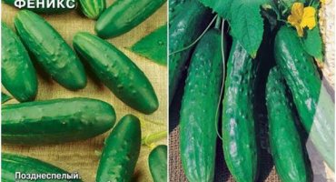 Charakteristika a popis odrůdy okurky fénix, jak velký výnos a jak pěstovat