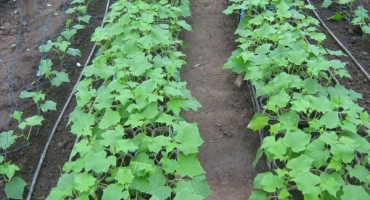 Charakteristika a popis odrůd odvahy okurek, jejich pěstování a formování