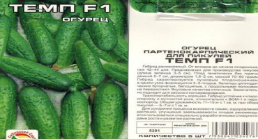Charakteristika a popis odrůdy temp okurky, její výnos