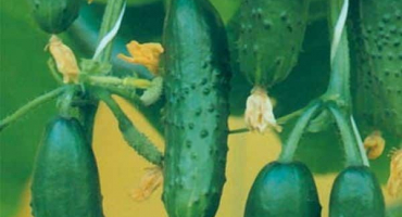 Charakteristika a popis odrůdy okurek skutečný plukovník