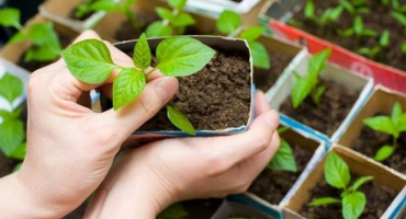 Charakteristika a popis odrůdy papriky vlaštovičník, její výnos