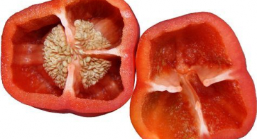 Charakteristika a popis odrůdy paprik hercules