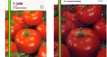 Charakteristika a popis odrůdy rajčat t 34, její pěstování