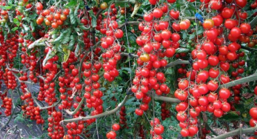 Charakteristika a popis odrůdy rajčat rapunzel, její výnos