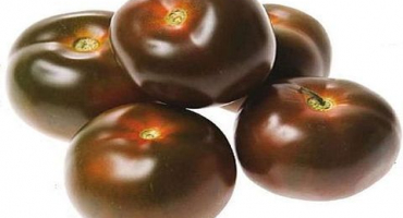 Charakteristika a popis odrůdy rajčat kumato, její výnos