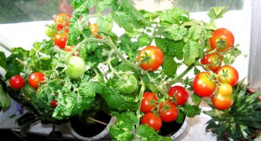 Charakteristika a popis balkónového zázraku odrůdy rajčat, její výnos