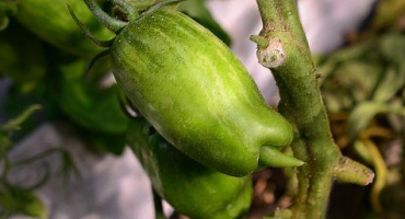 Charakteristika a popis odrůd rajčat jiskra plamene