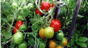 Charakteristika a popis odrůdy rajče letní zahrádka