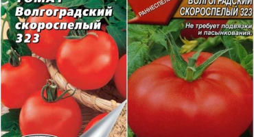 Charakteristika a popis odrůdy rajčat volgograd rané zrání 323, její výnos