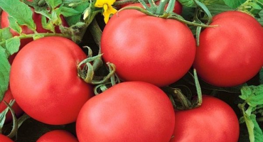 Charakteristika a popis slavnostní odrůdy rajčat