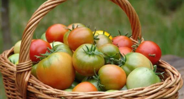 Charakteristika a popis odrůdy rajčete stříbrného smrku
