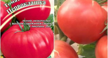 Charakteristika a popis odrůdy rajčete 1. Třídy, její výnos