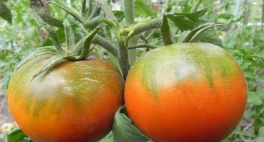 Charakteristika a popis pohostinné odrůdy rajčat, její výnos