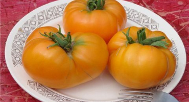 Charakteristika a popis obří odrůdy rajčat leningrad, její výnos